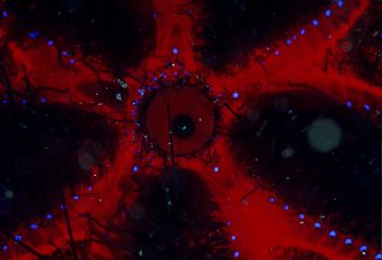 Toxic sea urchin , Indonesia. F100 / 105 / Wet diopter by Gregory Grant 